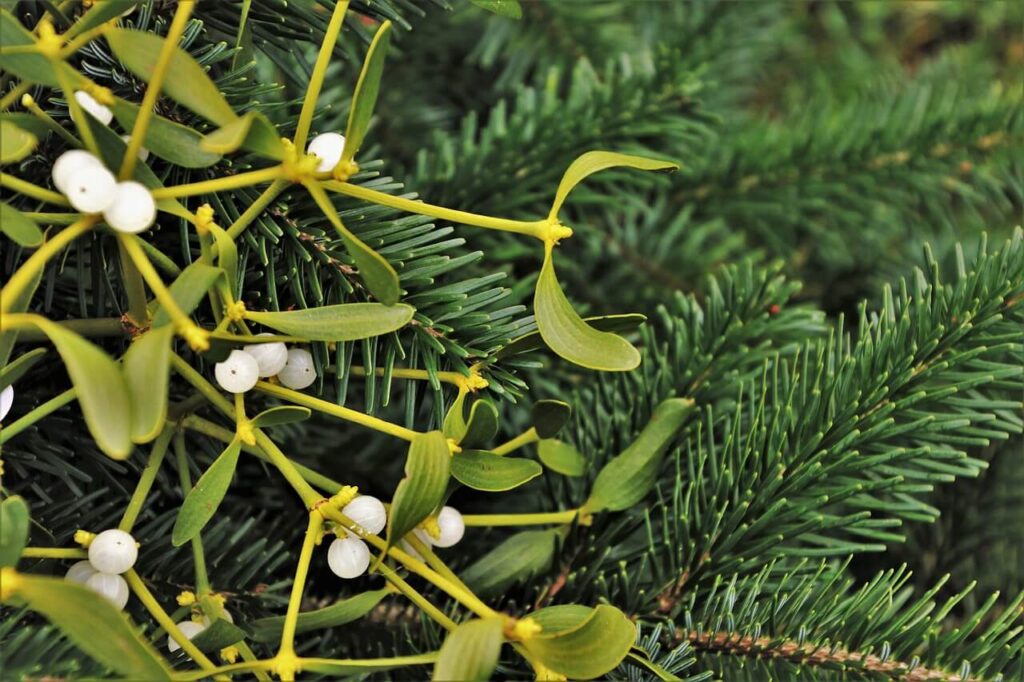 Mistletoe, czyli jemioła