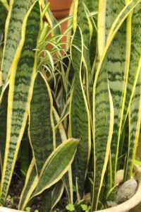 Sansevieria, Mother-in-law's tongue